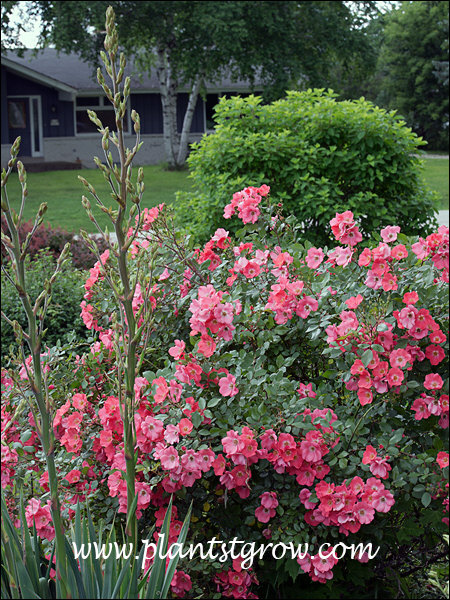 This plant is over 10 years old (as of 2014)